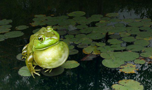 青蛙怎么养长得快