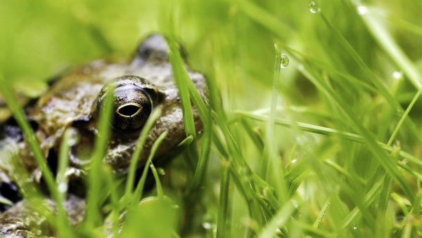 青蛙怎么养长得快