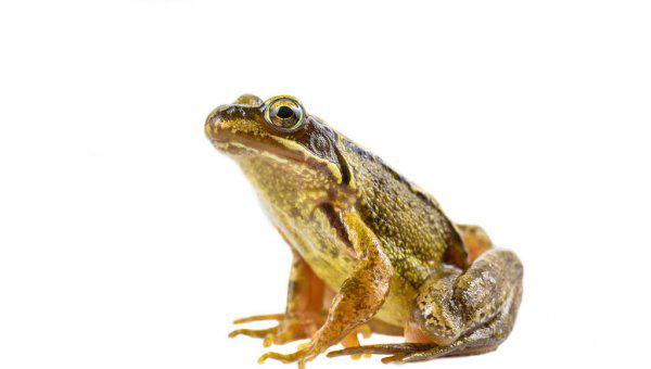 青蛙怎么养长得快