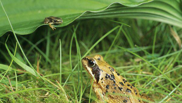 青蛙怎么养长得快