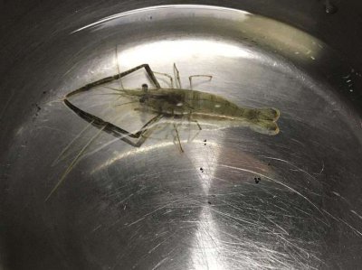 大眼贼是什么动物 日本沼虾为什么会被叫做大眼贼