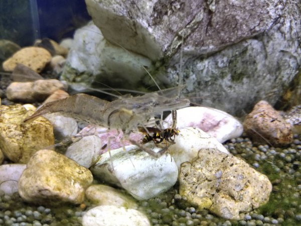 大眼贼是什么动物