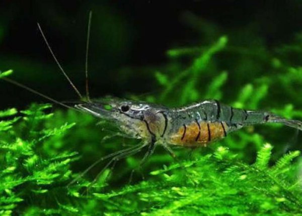 大眼贼是什么动物