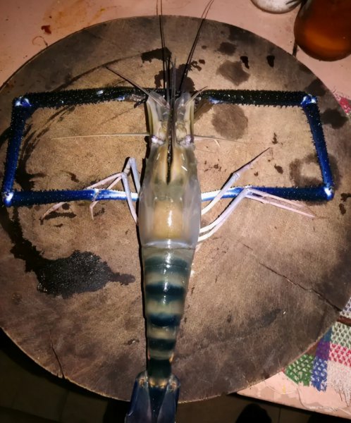 大眼贼是什么动物