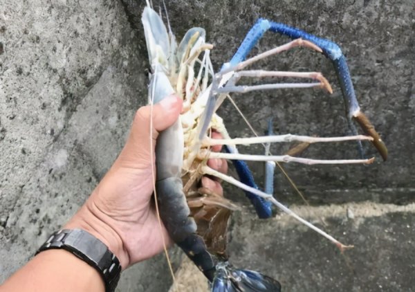 大眼贼是什么动物