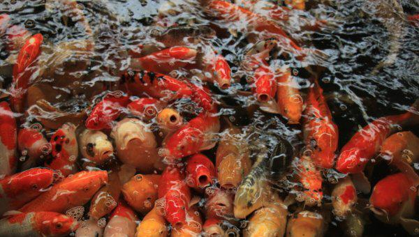 家养锦鲤多久喂一次