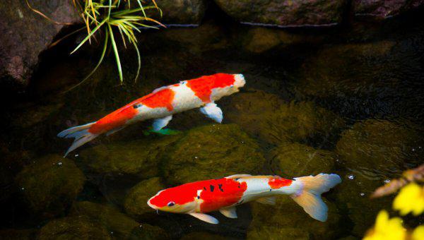 家养锦鲤多久喂一次