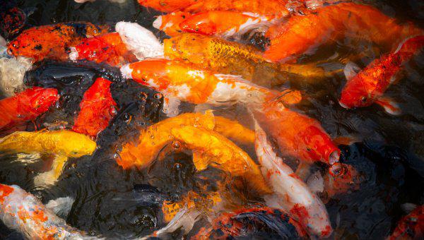 家养锦鲤多久喂一次