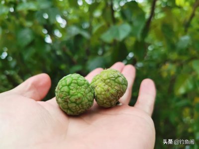 河里草鱼用什么钓最好 6种比较常见的草鱼饵料介绍