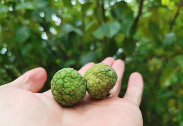 河里草鱼用什么钓最好