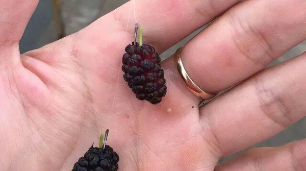 河里草鱼用什么钓最好