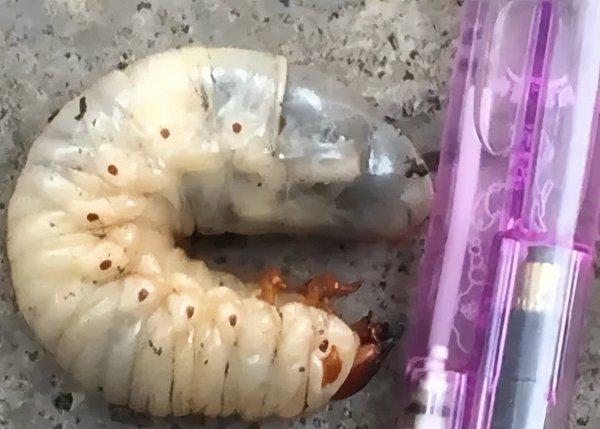 河里草鱼用什么钓最好