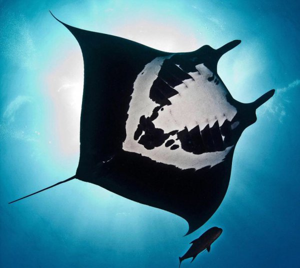 魔鬼鱼又叫什么鱼是什么样的