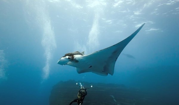 魔鬼鱼又叫什么鱼是什么样的