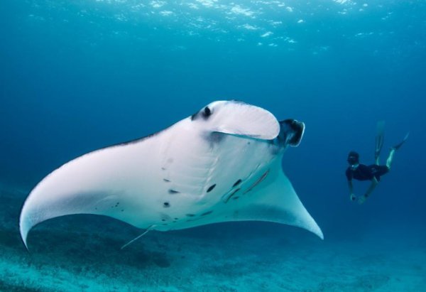 魔鬼鱼又叫什么鱼是什么样的