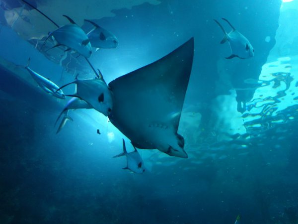 魔鬼鱼又叫什么鱼是什么样的