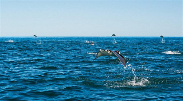 魔鬼鱼又叫什么鱼是什么样的