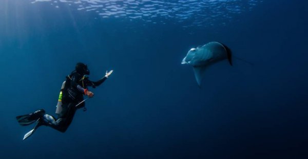 魔鬼鱼又叫什么鱼是什么样的