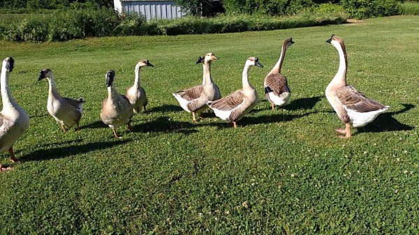 蛇怕鹅是真的吗原因是什么