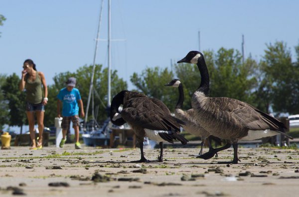 蛇怕鹅是真的吗原因是什么