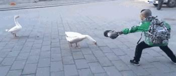 蛇怕鹅是真的吗原因是什么