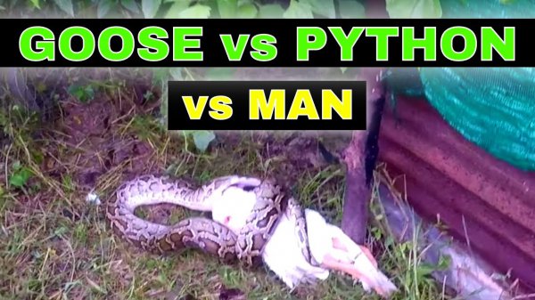 蛇怕鹅是真的吗原因是什么