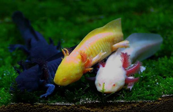 蝾螈是娃娃鱼吗