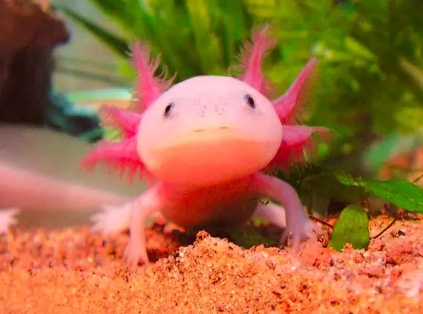 蝾螈是娃娃鱼吗