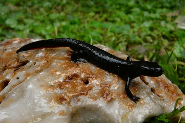 蝾螈是娃娃鱼吗