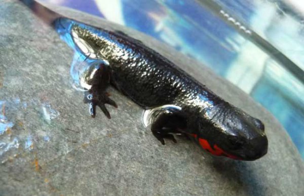 蝾螈是娃娃鱼吗