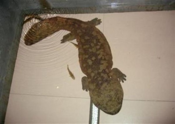 蝾螈是娃娃鱼吗