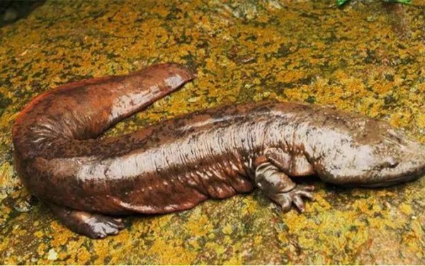 蝾螈是娃娃鱼吗