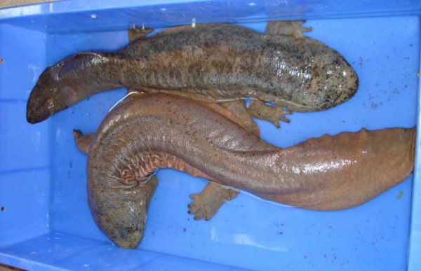 蝾螈是娃娃鱼吗