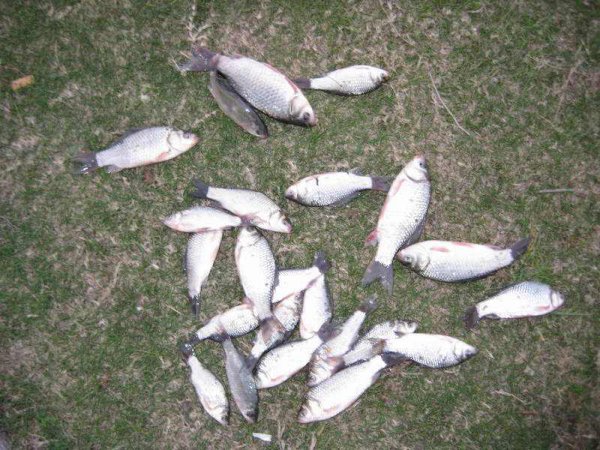 钓鲤鱼鲫鱼饵料配方