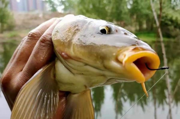 一般河里的大鲤鱼在什么位置