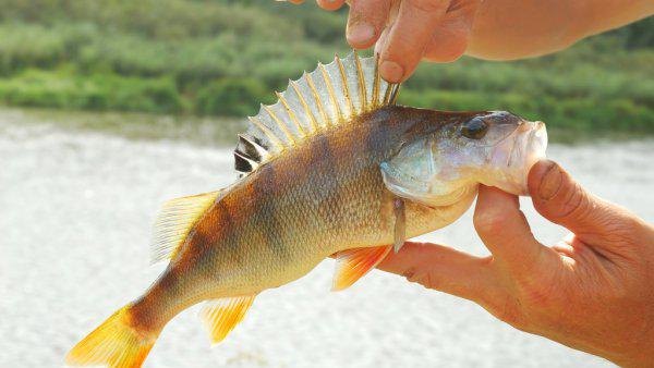 鲈鱼怎么钓最容易上钩