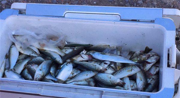 鲈鱼怎么钓最容易上钩