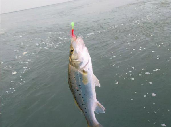 鲈鱼怎么钓最容易上钩