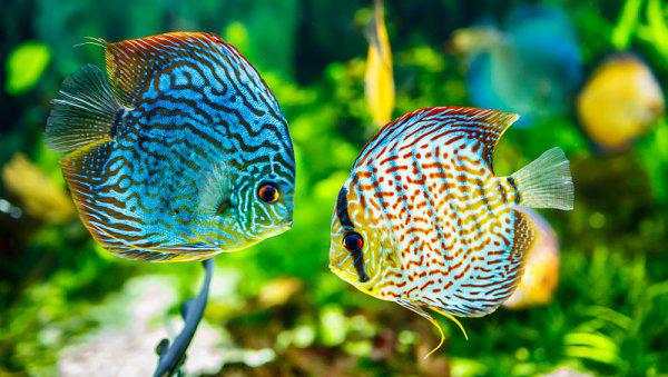 养鱼如何先养水