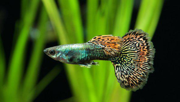 养鱼如何先养水