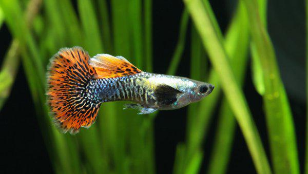 养鱼如何先养水