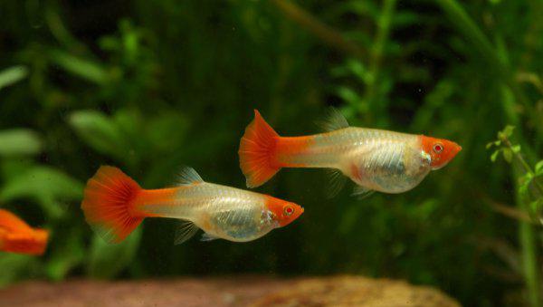 养鱼如何先养水