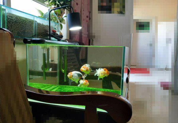 养鱼如何先养水