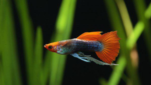 养鱼如何先养水