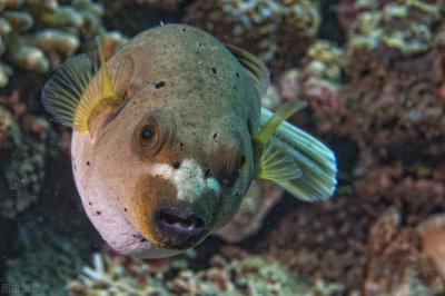 观赏型小河豚怎么养 养殖小河豚时都需要哪些问题