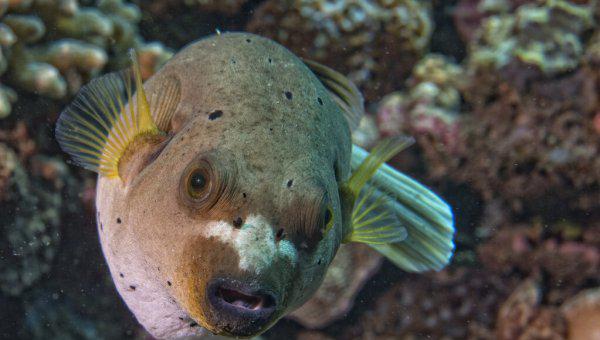 观赏型小河豚怎么养