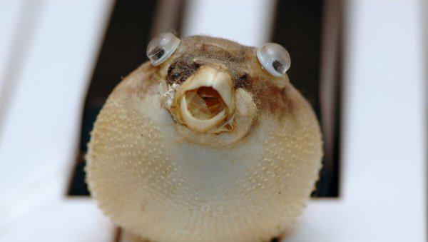 观赏型小河豚怎么养