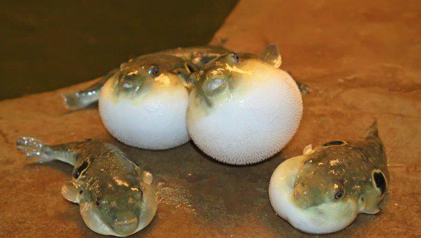 观赏型小河豚怎么养