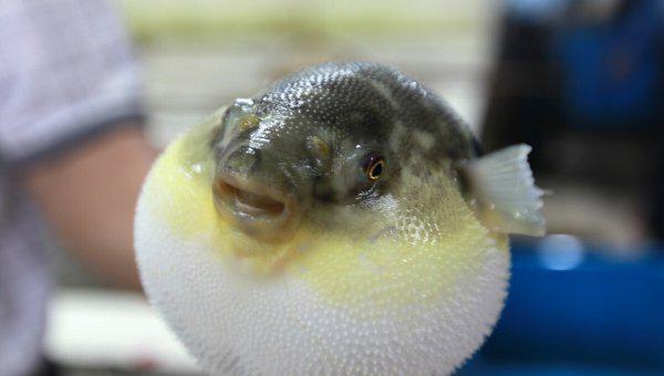 观赏型小河豚怎么养