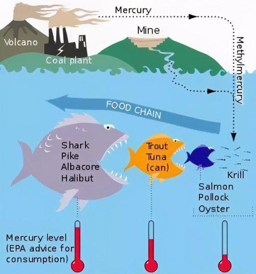 鱼翅是什么鱼的哪个部位
